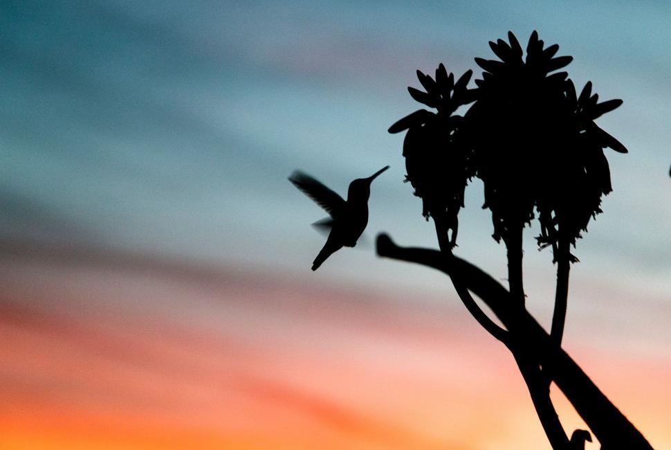 Free Image of Bird Flying Over Palm Tree 
