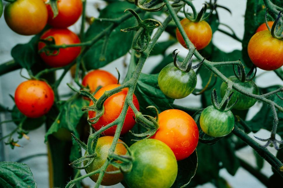 Free Image of Abundance of Tomatoes Growing on Plant 