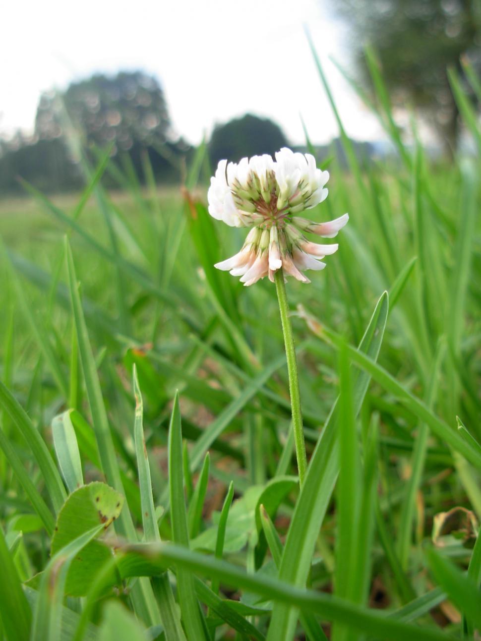 Free Image of Clover flower 