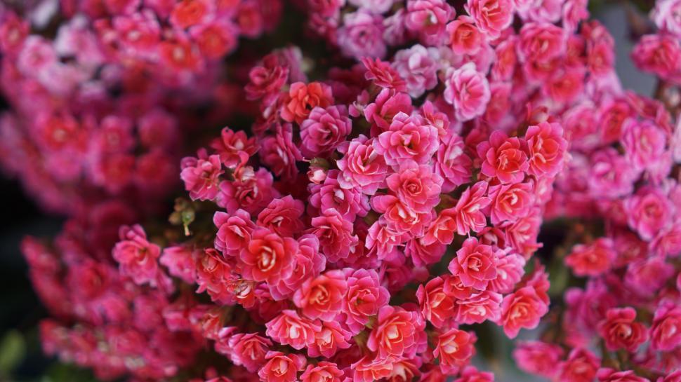 Free Image of Pink Flowers in Vase 