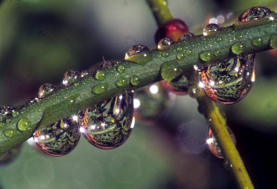 Free Image of wet plant stems 