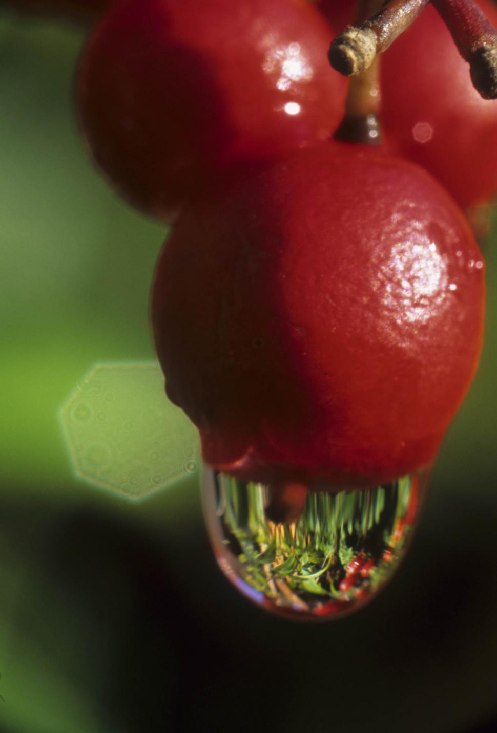 Free Image of berries in the rain 