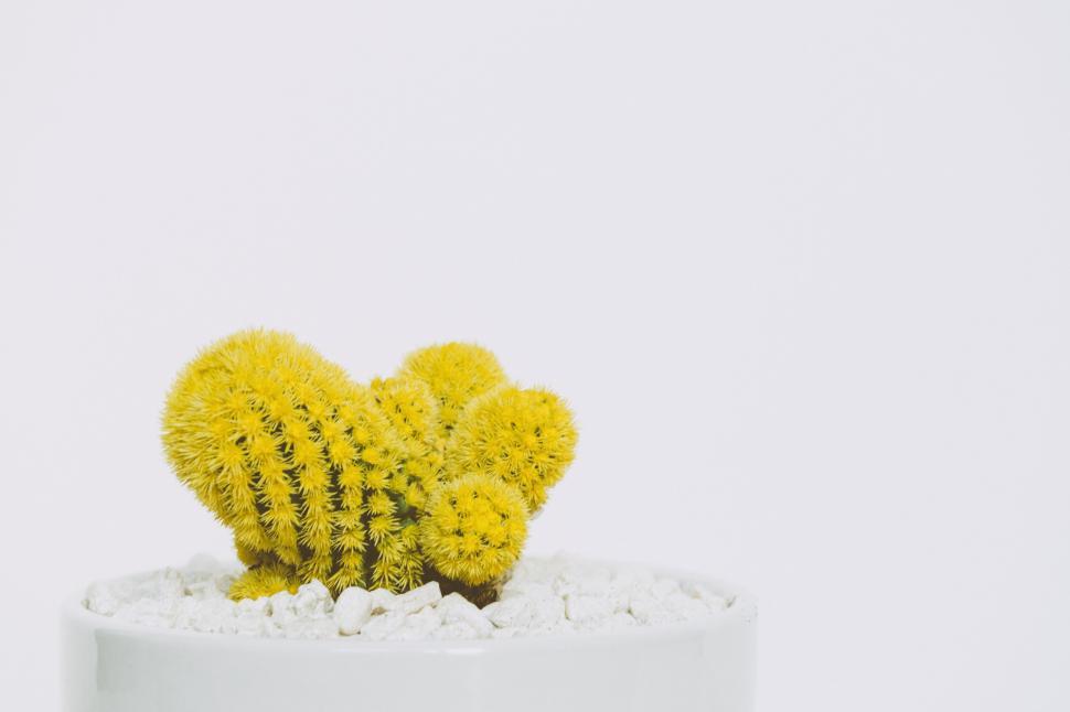 Free Image of Small Yellow Cactus on White Pot 