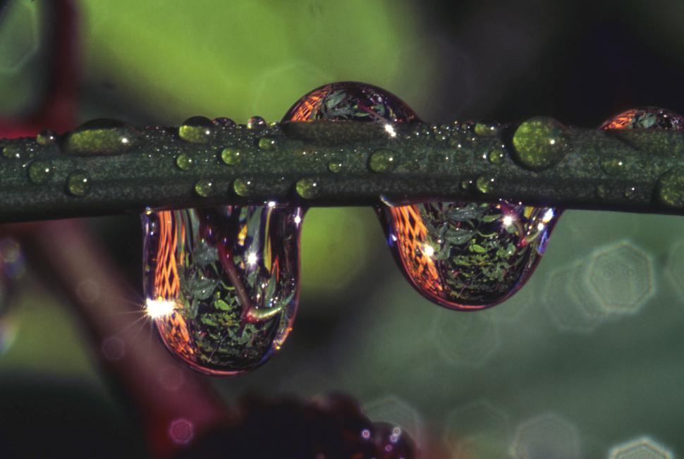Free Image of Wet plant stems with drips 