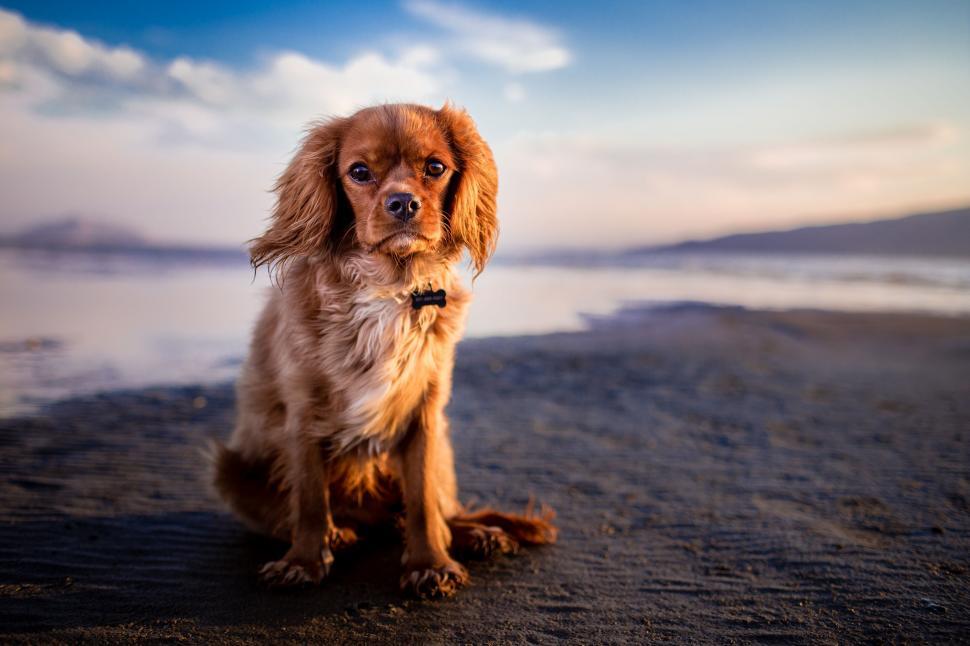 Free Image of Brown Dog Sitting on Sandy Beach 