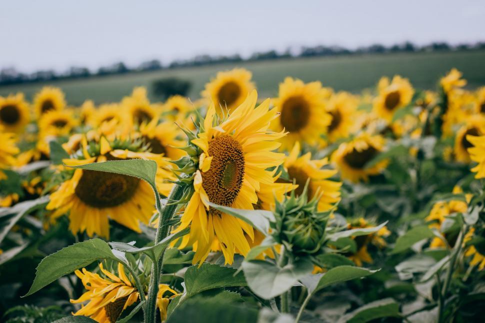 Free Image of Large Field of Sunflowers Under Sky Background 