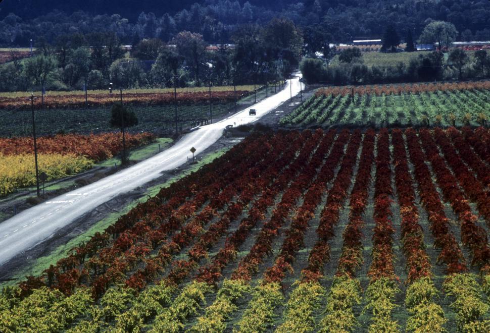 Free Image of grape vines in california 