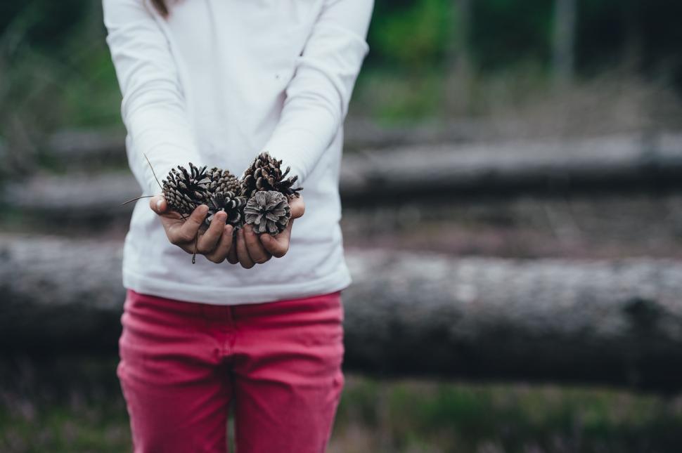Free Image of Young Girl Holding Pine Cones 