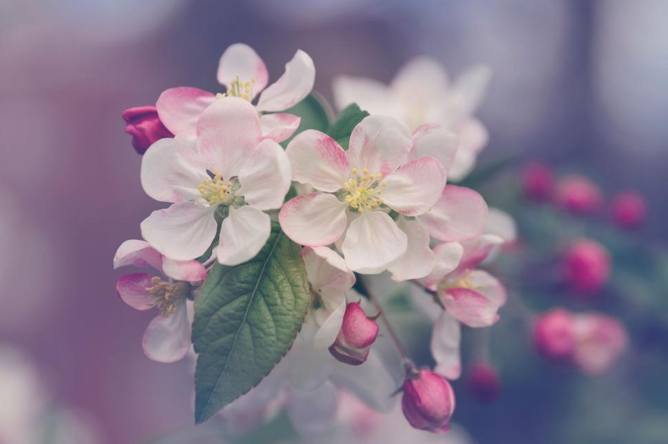 Free Image of Bunch of White and Pink Flowers on Branch 