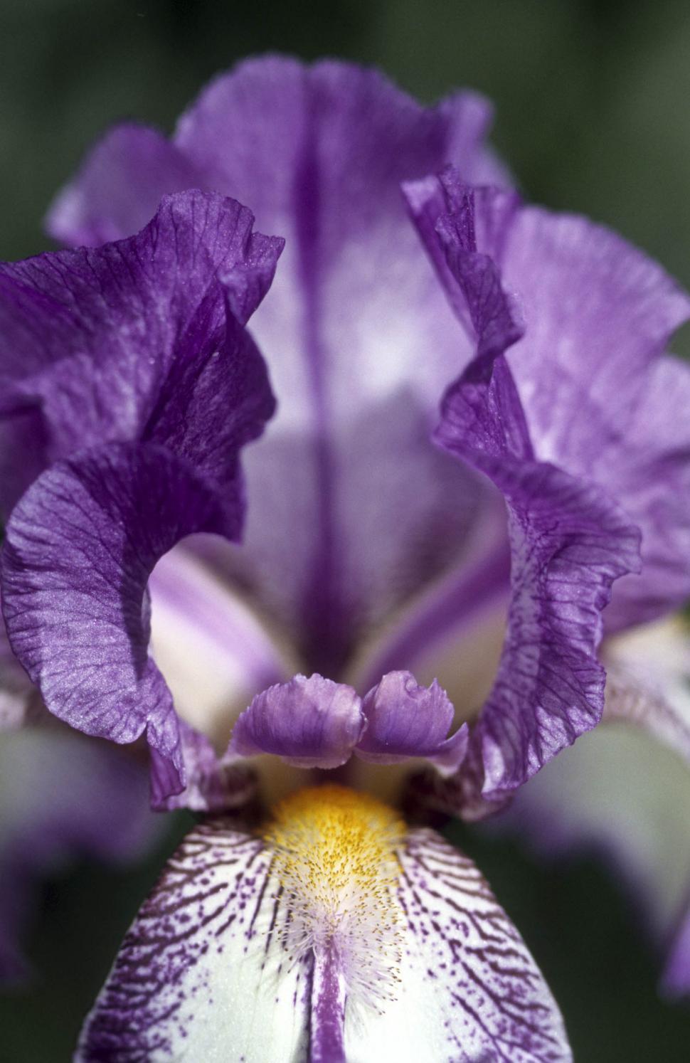 Free Image of purple flowers 