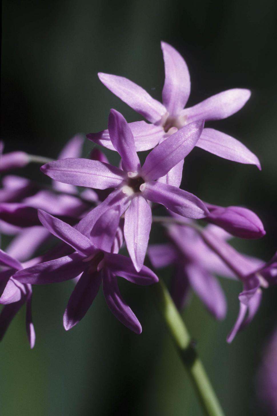 Free Image of purple flower cluseter 