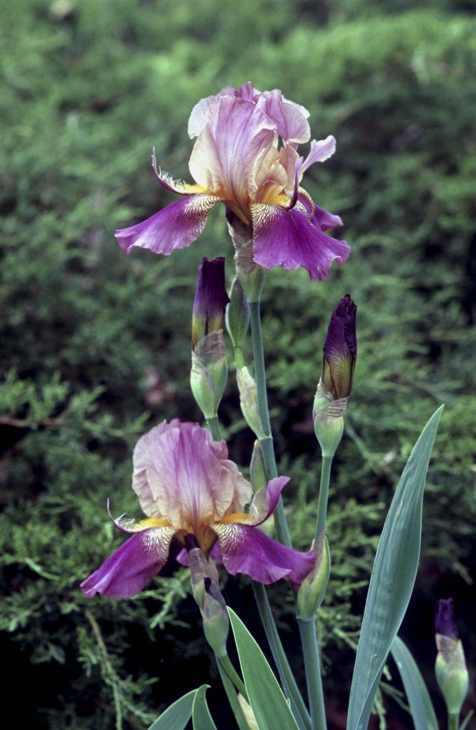 Free Image of iris flowers 