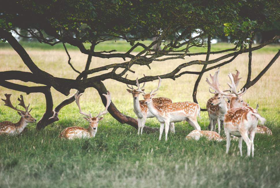 Free Image of Herd of Deer Standing on Lush Green Field 