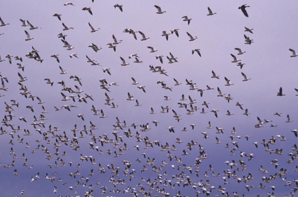 Free Image of flock of seagulls 