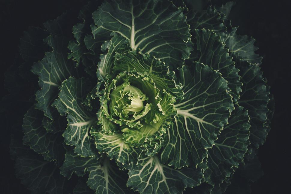 Free Image of Overhead View of Green Leafy Vegetable 