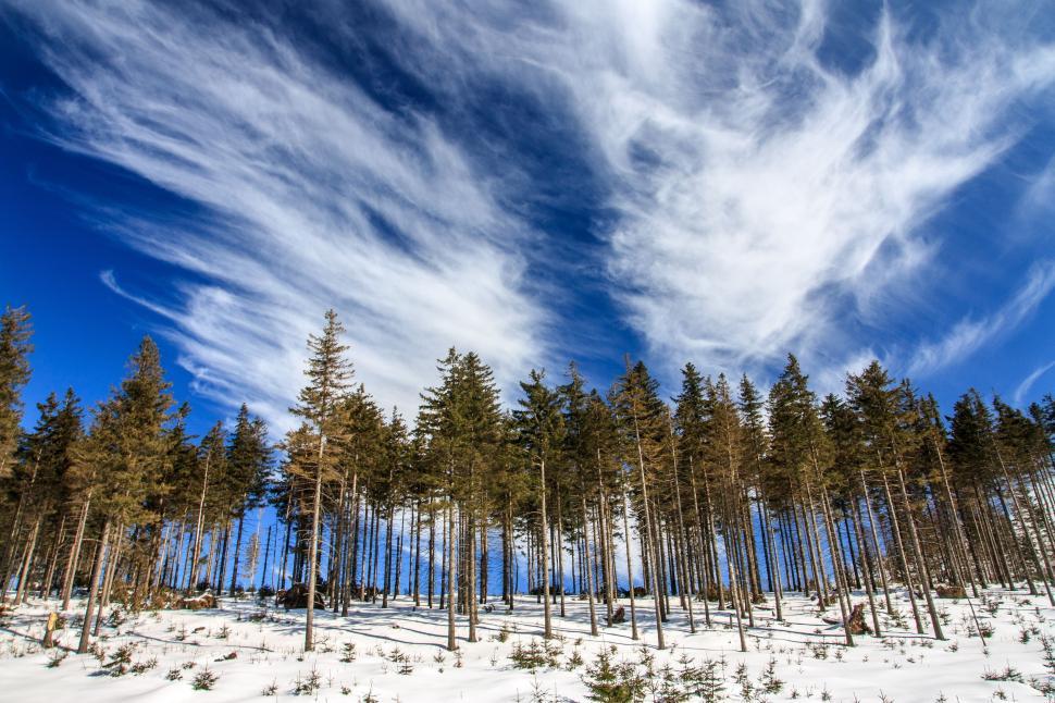 Free Image of Snow Covered Forest Under a Blue Sky 