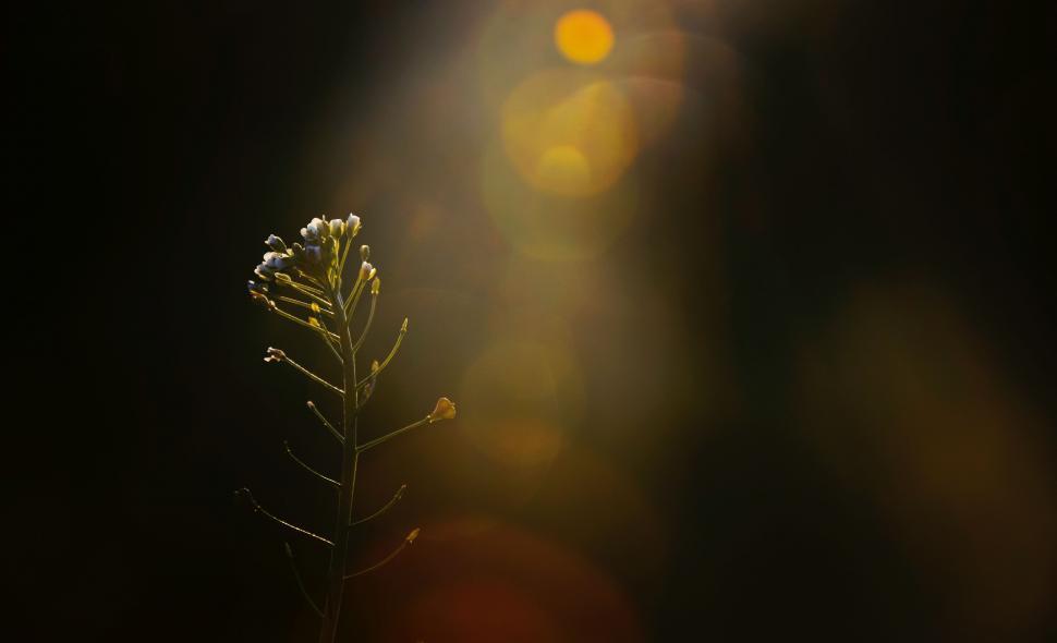 Free Image of Blurry Plant in the Dark 