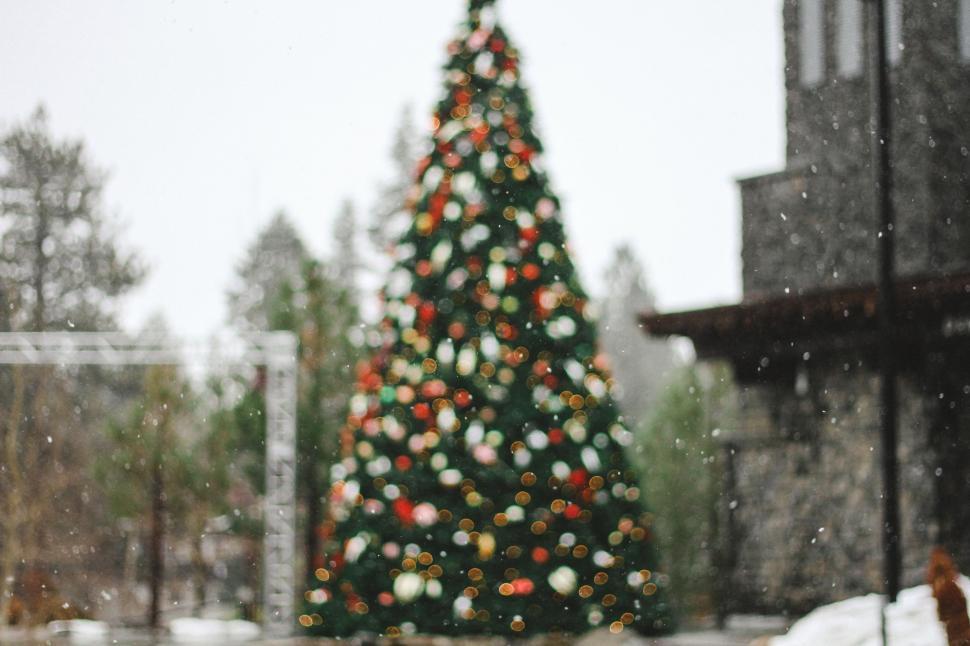 Free Image of Large Christmas Tree in Front of Building 