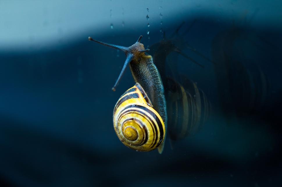 Free Image of Snail Hanging Upside Down in Water 