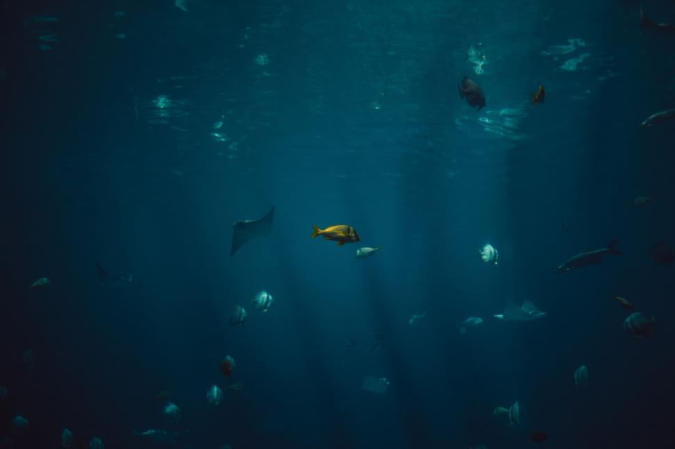 Free Image of Group of Fish Swimming in Large Body of Water 