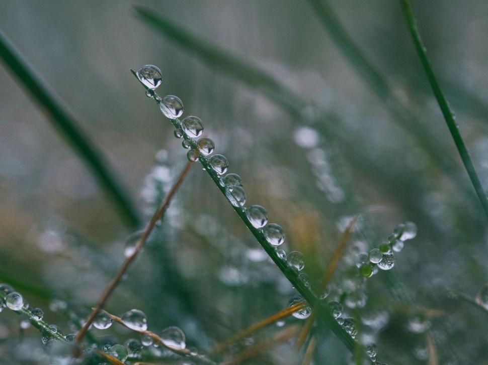 Free Image of Water Droplets on a Plant 