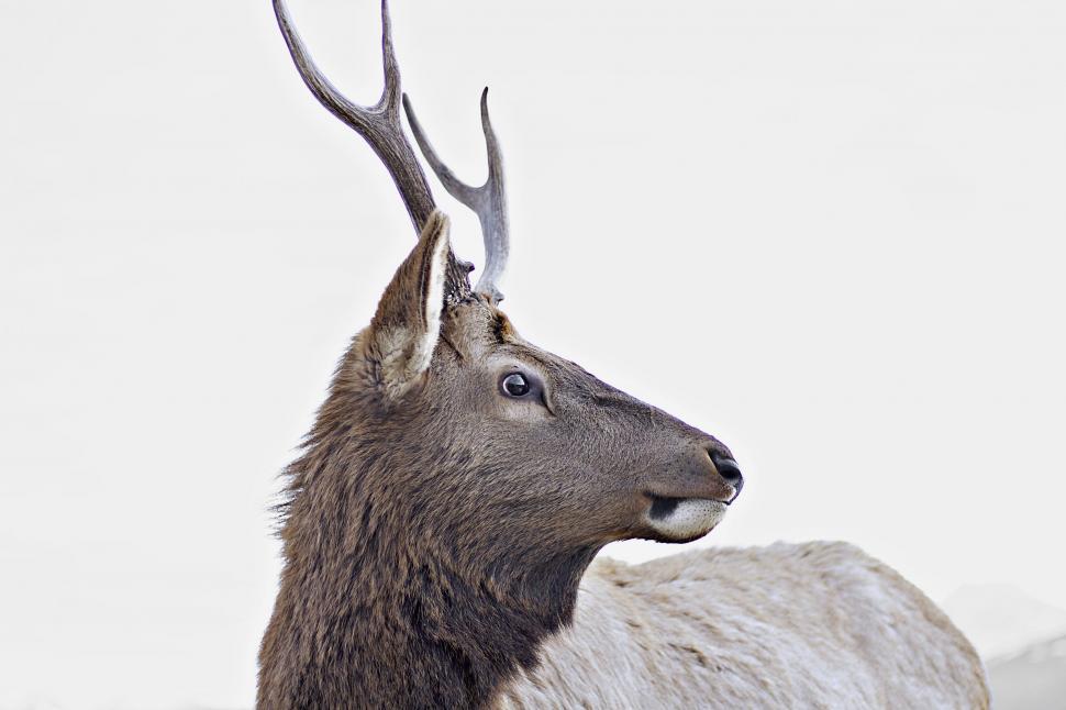Free Image of Majestic Deer With Massive Antlers 
