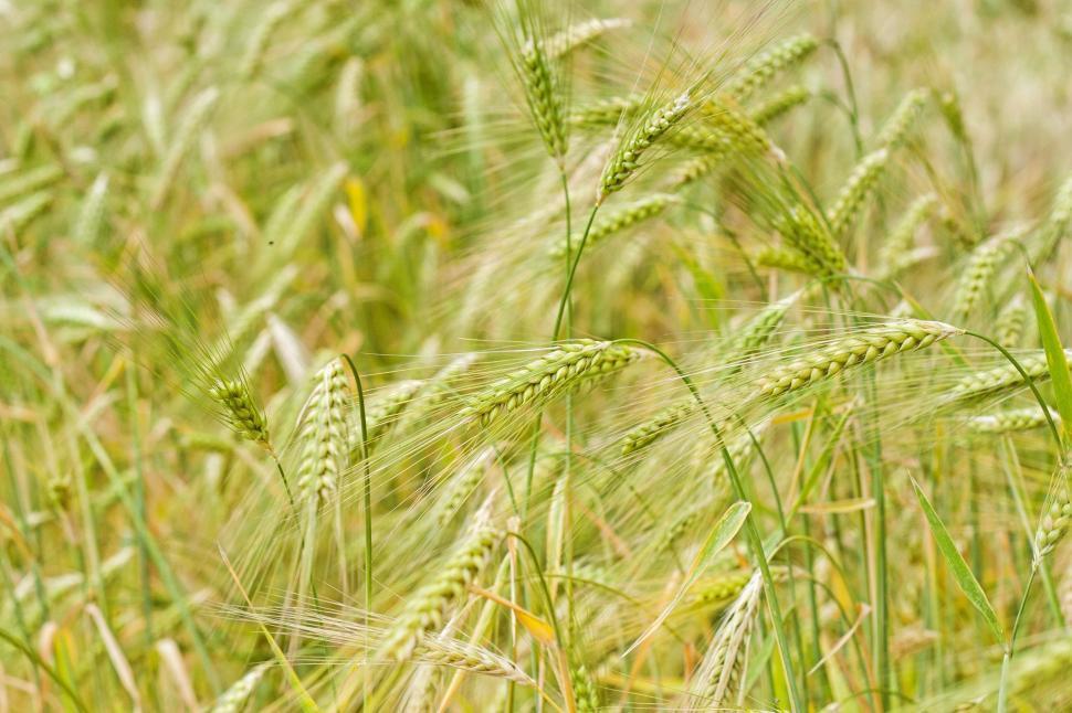 Free Image of Close Up of a Field of Green Grass 