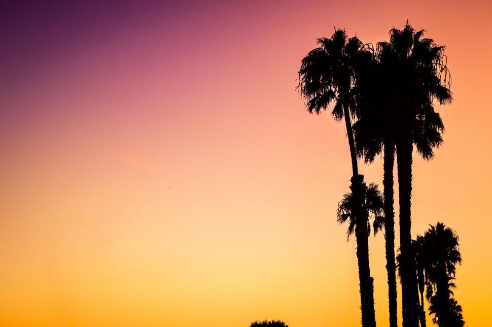 Free Image of Two Palm Trees Standing Together 