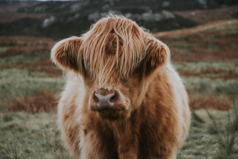 Free Image of Brown Cow Standing on Grass-Covered Field 