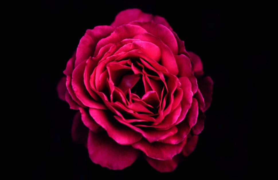 Free Image of Large Red Flower on Black Background 