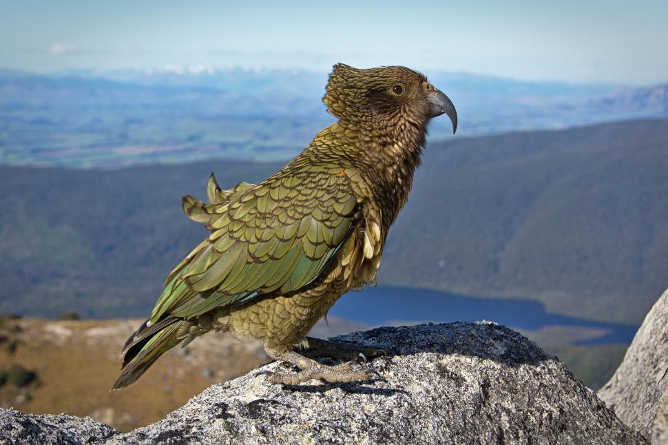 Free Image of Bird Perched on Large Rock 