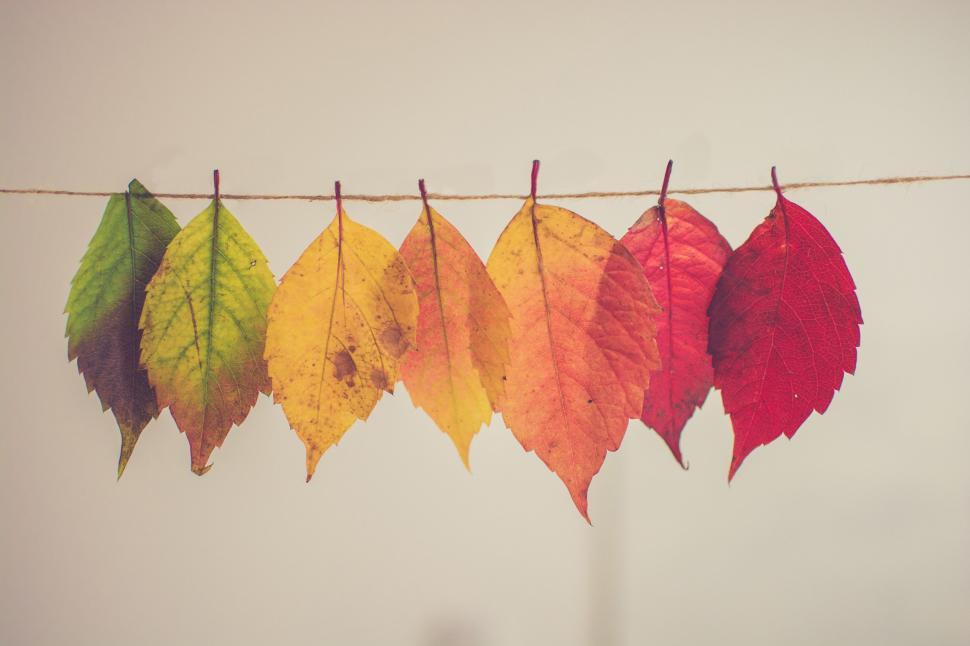 Free Image of Group of Leaves Hanging From Clothes Line 
