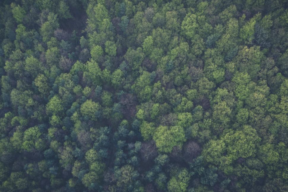 Free Image of Plane Flying Over Forest Filled With Trees 