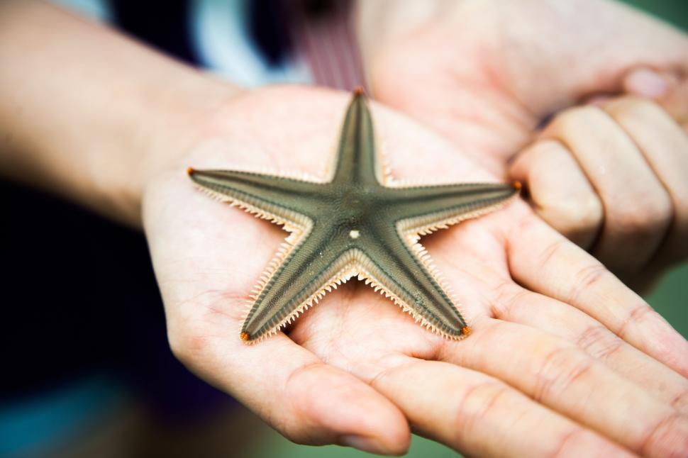 Free Image of Person Holding Starfish in Hands 