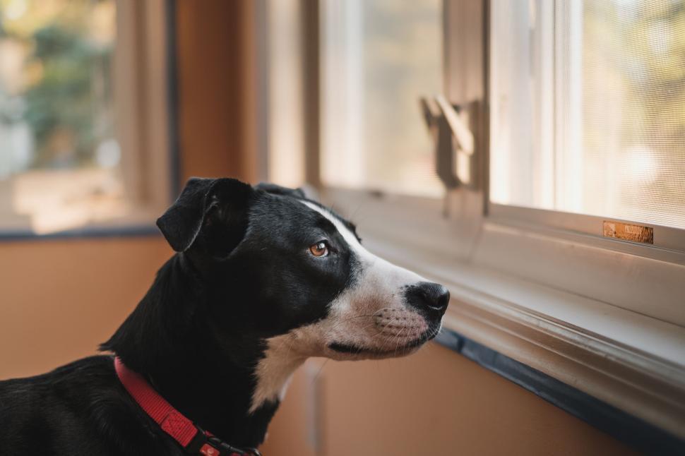 Free Image of Black and White Dog Looking Out a Window 