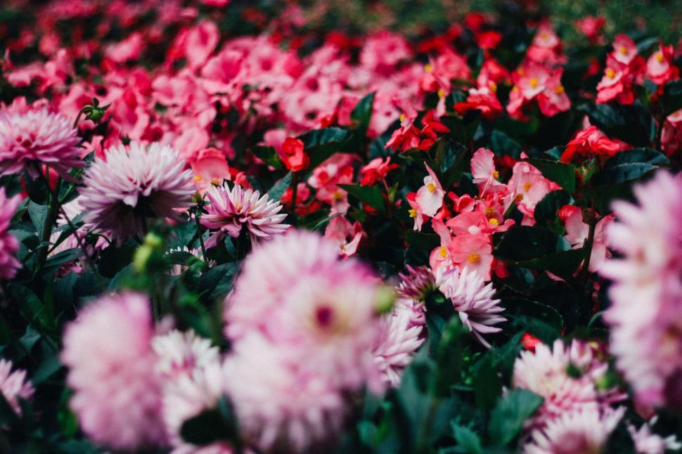 Free Image of Field of Pink and White Flowers 