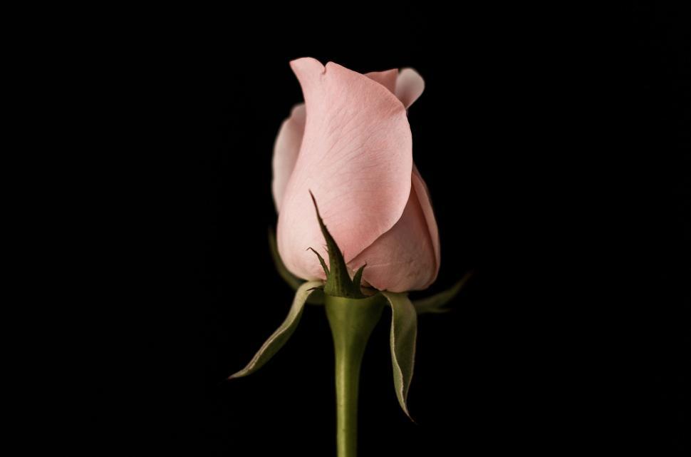 Free Image of Pink Rose on Black Background 