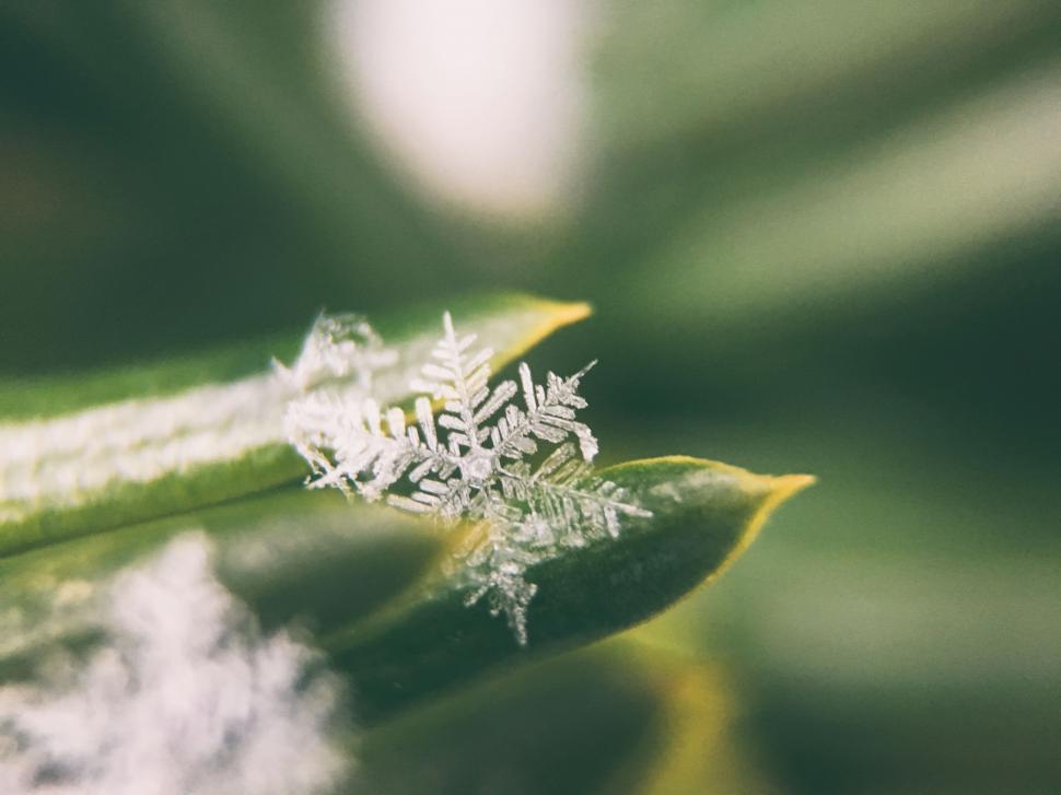 Free Image of Close Up of a Leaf With Snowflakes 