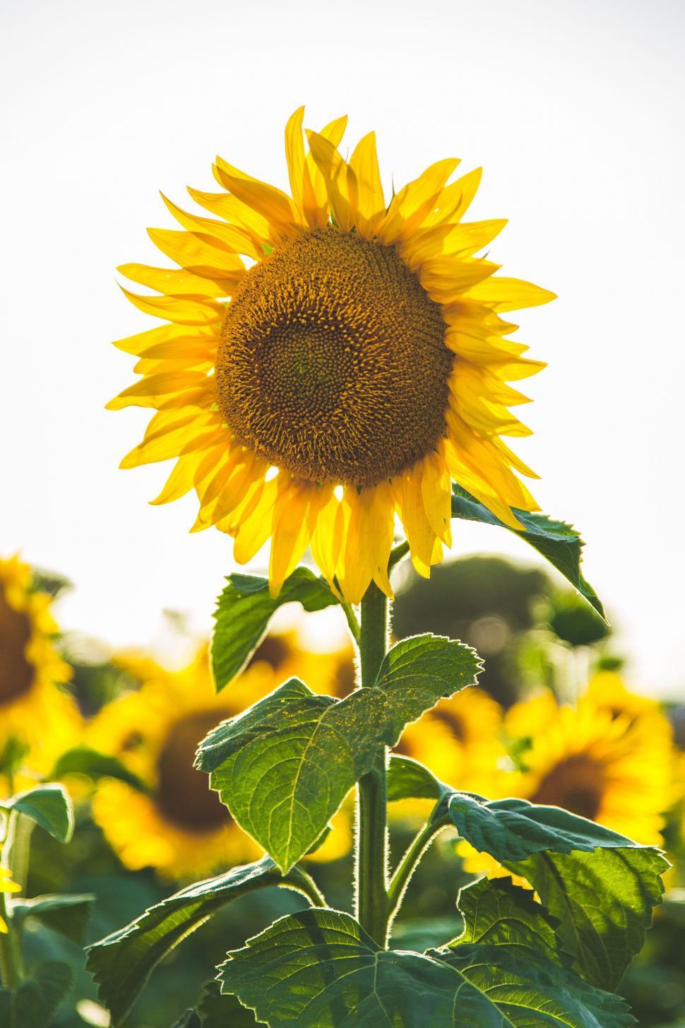 Free Image of A Large Sunflower Among Many in a Sunflower Field 