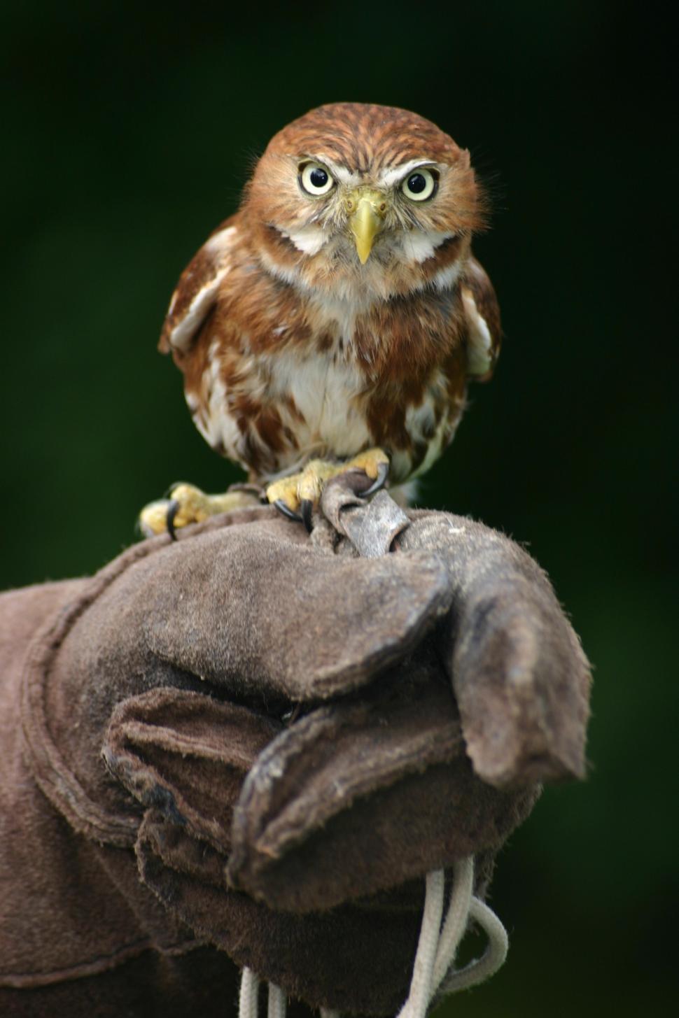 Free Image of Small Owl Perched on Glove 