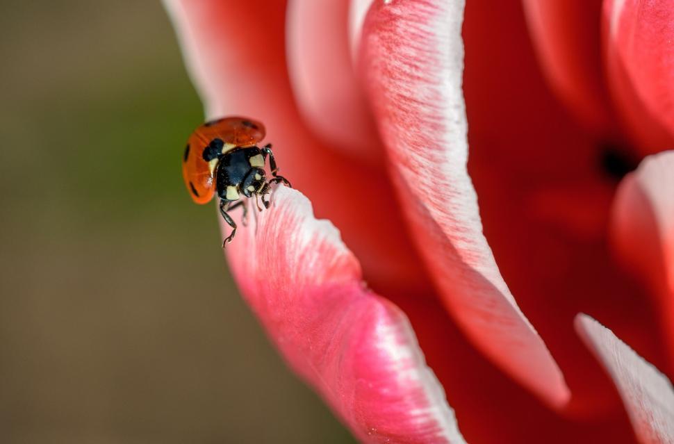 Free Image of Ladybug on Pink Flower 