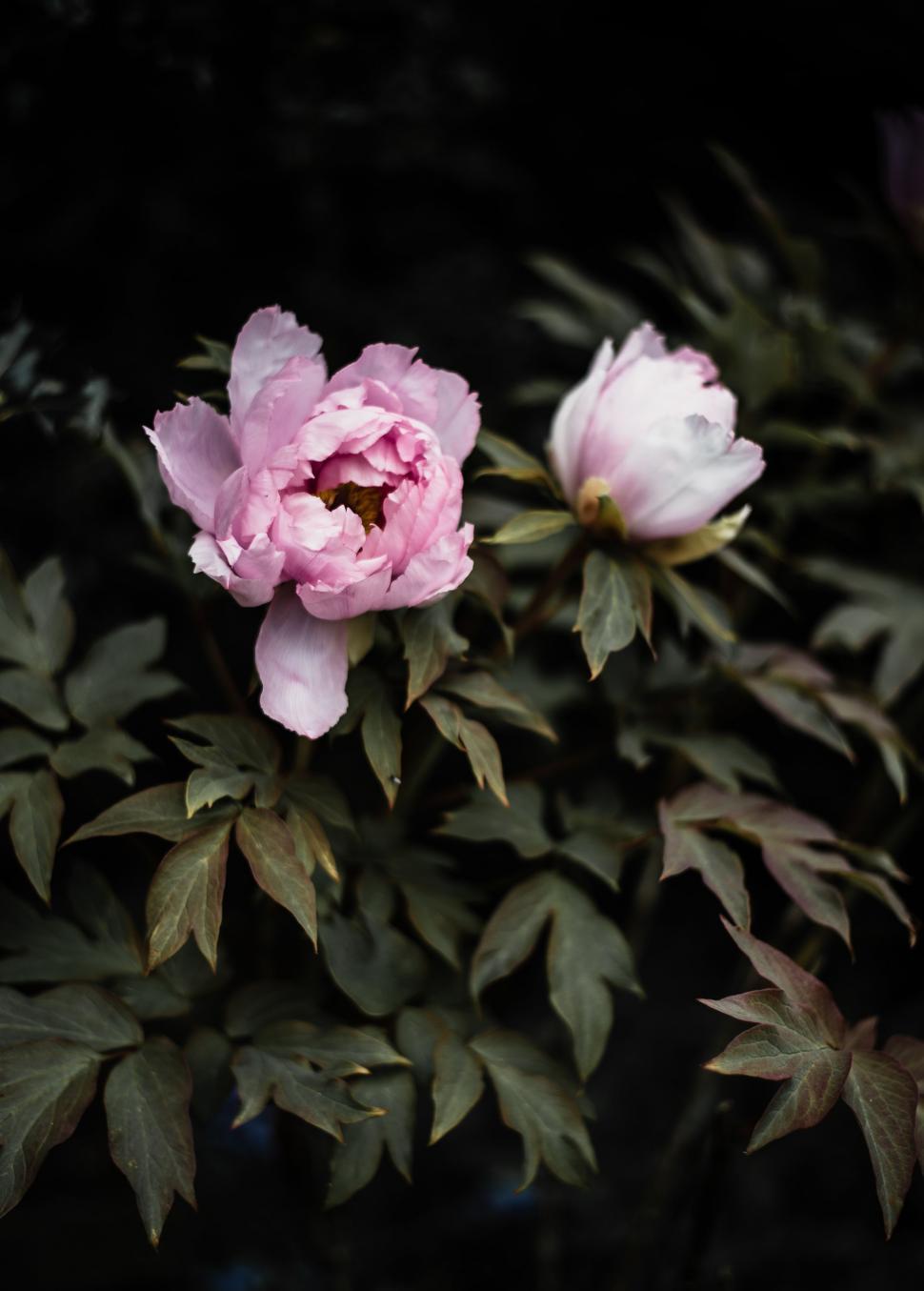 Free Image of Two Pink Flowers Blooming in the Dark 