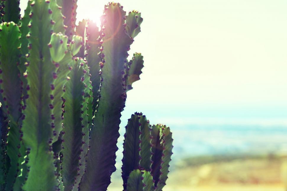 Free Image of Close Up of Cactus Plant With Sun in Background 