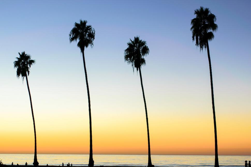 Free Image of A Row of Palm Trees by the Ocean 
