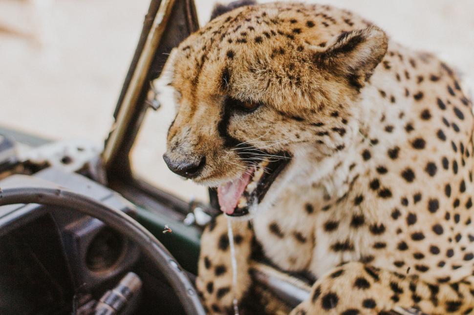 Free Image of Cheetah Sitting on Vehicle Dashboard 