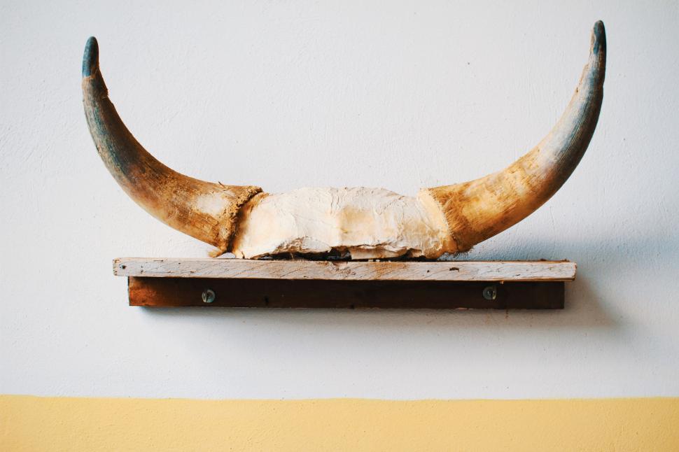 Free Image of Bulls Horn Mounted on Wall 