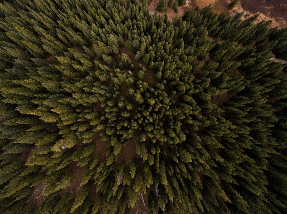 Free Image of Aerial View of Tree in Forest 