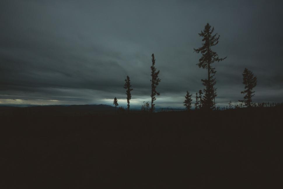 Free Image of Blurry Trees in Field at Night 