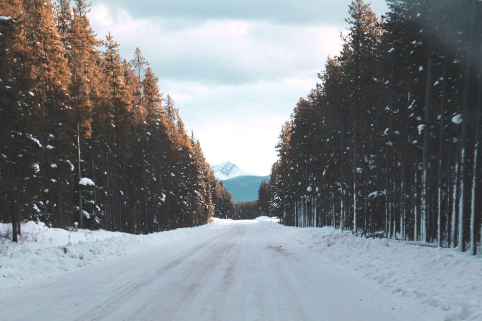 Free Image of Snow Covered Road Surrounded by Tall Trees 