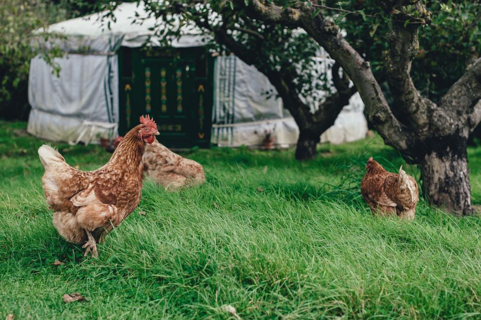 Free Image of Chickens Standing on Top of Lush Green Field 